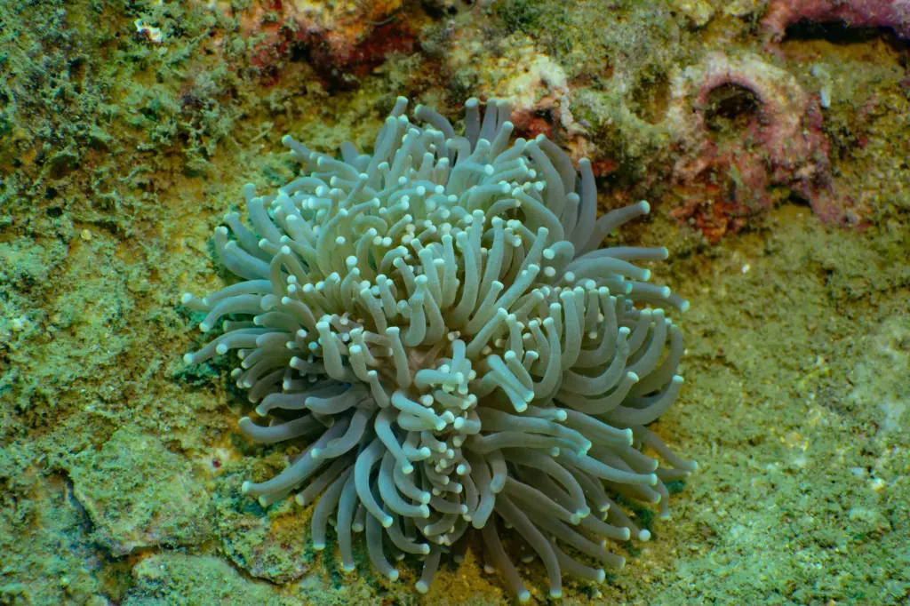 전문 다이빙 기술 과정